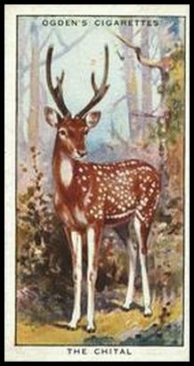 32OCN 9 Chital.jpg